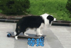 叶枫爆料边牧视频播放下载,视频播放下载热潮来袭